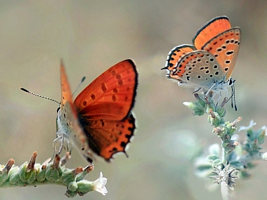 Photo by: yoel vislov