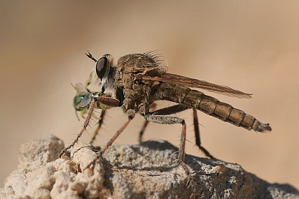 Photo by: yoel vislov