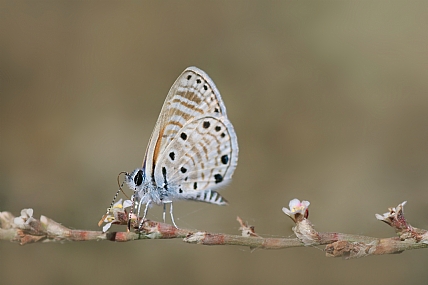 Photo by: yoel vislov