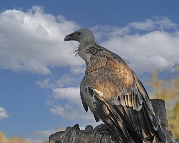 Photo by: Yoram Segol