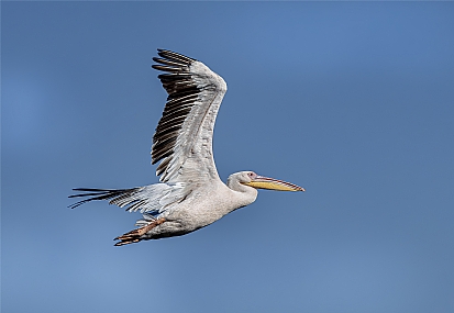 Photo by: Arie Tennbaum