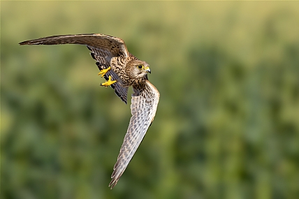 Photo by: yariv alaluf