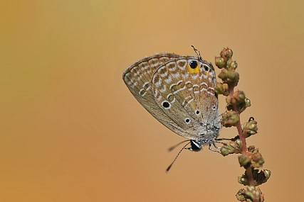 Photo by: yoel vislov