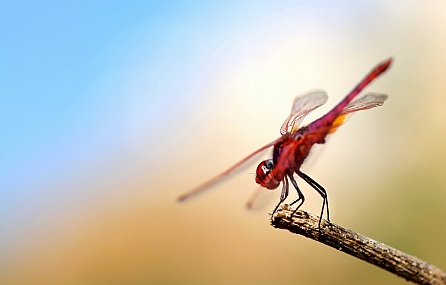 Photo by: yoel vislov