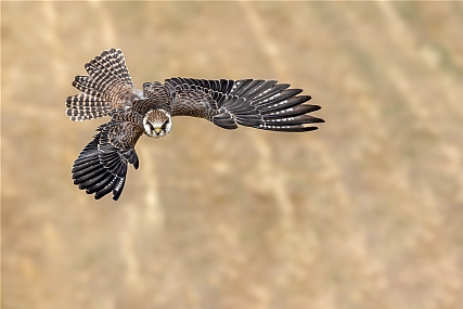 Photo by: yariv alaluf