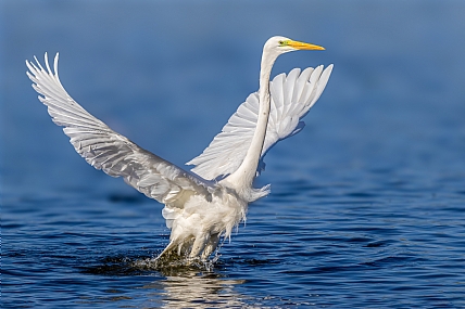 Photo by: yariv alaluf