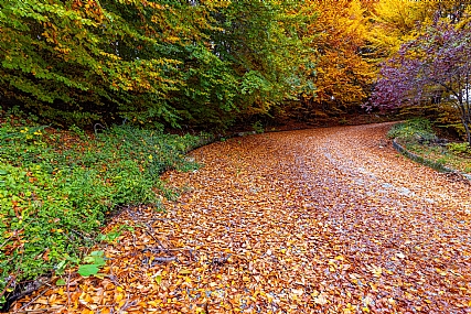 Nature Trees Seasons & Weather World & Travel Greece Picture Type Photo