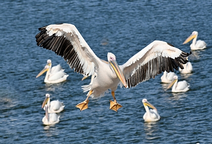 Photo by: Yoram Segol