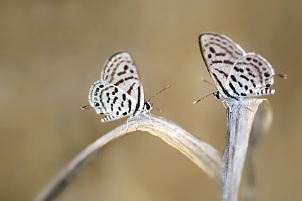 Photo by: yoel vislov