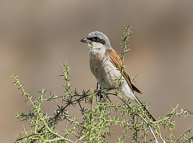 Photo by: Arie Tennbaum