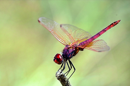 Photo by: yoel vislov