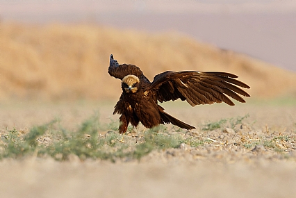 Photo by: Israel Sade