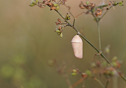 Photo by: Israel Sade