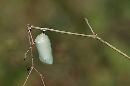 Photo by: Israel Sade