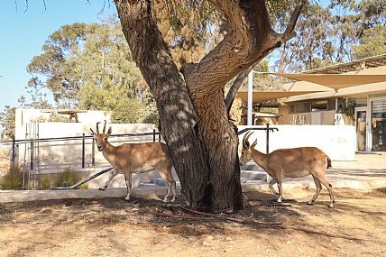 Photo by: ZEEV  AVRAHAMS