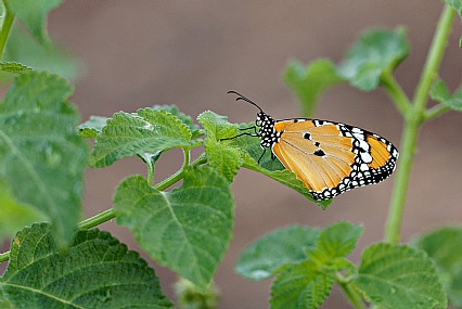 Photo by: Israel Sade