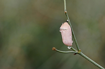 Photo by: Israel Sade