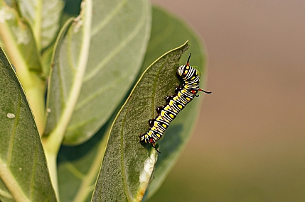 Photo by: Israel Sade