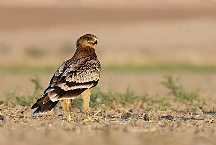 Photo by: Israel Sade