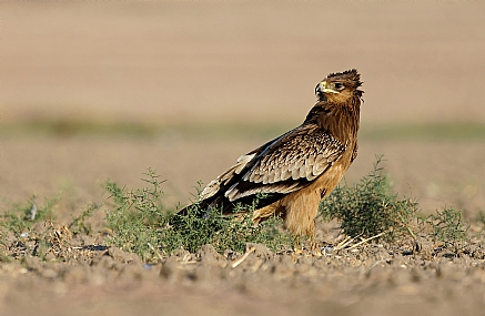 Photo by: Israel Sade