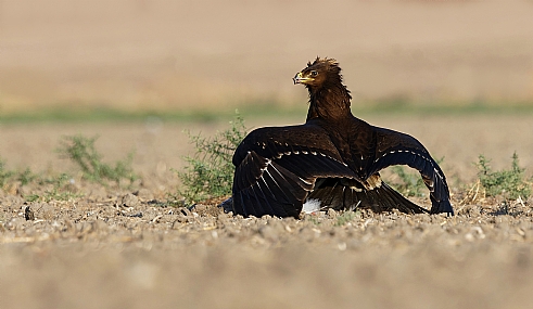 Photo by: Israel Sade