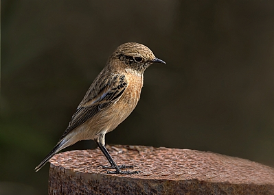 Photo by: Arie Tennbaum