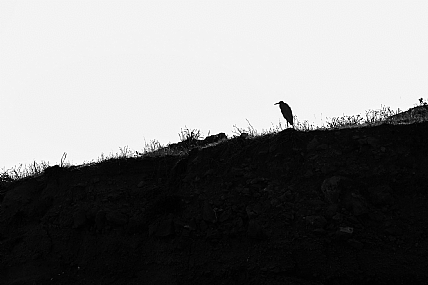 Photo by: Joshua  Raif