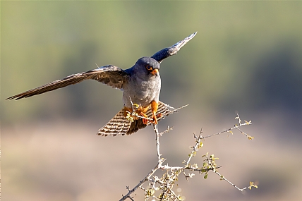 Photo by: yariv alaluf