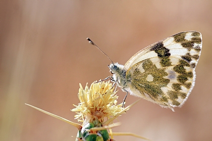 Photo by: yoel vislov