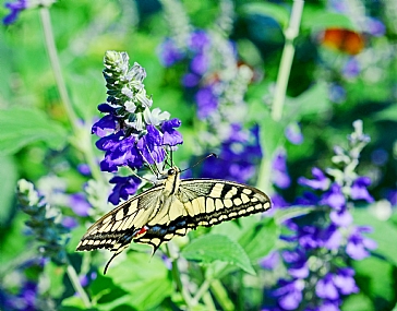 Photo by: Yoram Segol