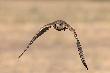 Photo by: yariv alaluf