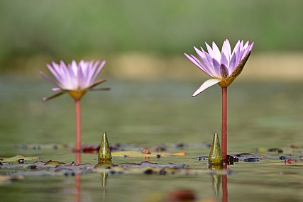 Photo by: Avi Elmoznino