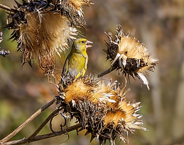 Photo by: Arie Tennbaum