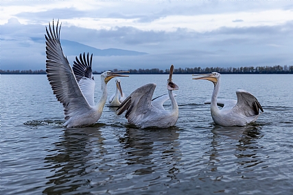 Photo by: yariv alaluf