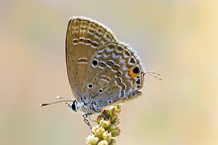 Photo by: yoel vislov