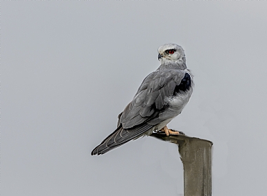 Photo by: Arie Tennbaum