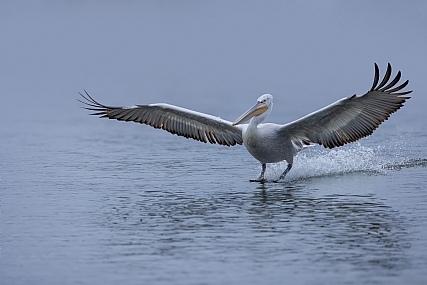 Photo by: yariv alaluf