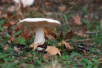 Photo by: menachem  lazar