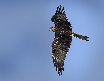 Photo by: Arie Tennbaum