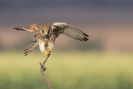 Photo by: yariv alaluf