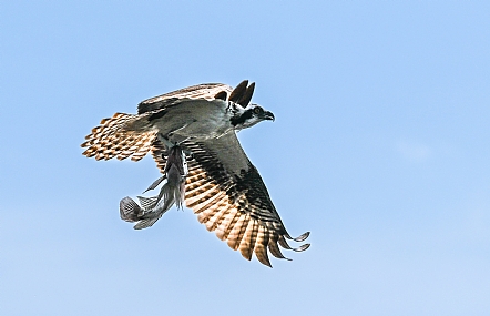 Photo by: amihai dekel