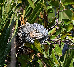 Photo by: amihai dekel