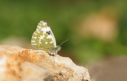 Photo by: Israel Sade