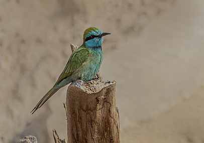 Photo by: Arie Tennbaum