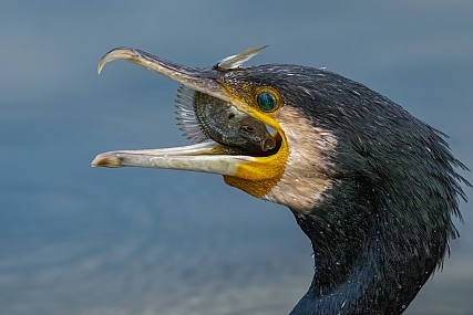 Photo by: yariv alaluf