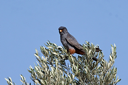 Photo by: Israel Sade