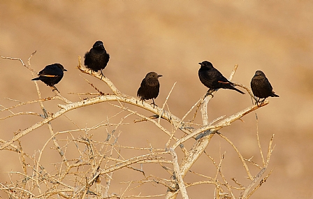 Photo by: Israel Sade