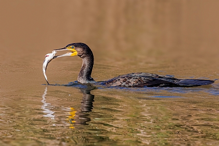 Photo by: yariv alaluf