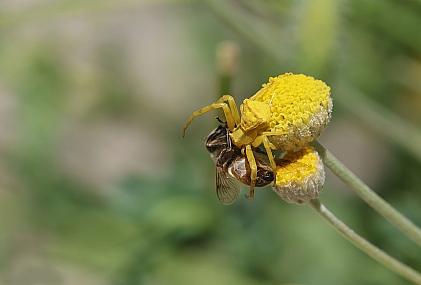 Photo by: Israel Sade