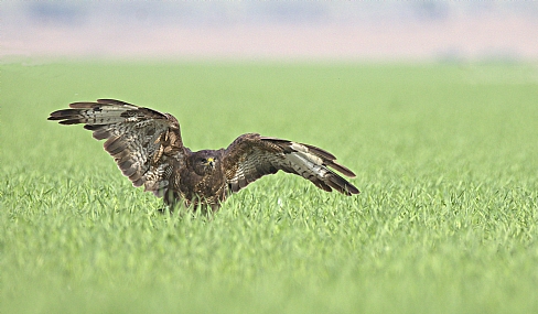 Photo by: Israel Sade